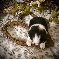 Rin - Black tan and white male Japanese Chin puppy in Davisville, Missouri from Uniquely Yours, Shelly’s Japanese Chins