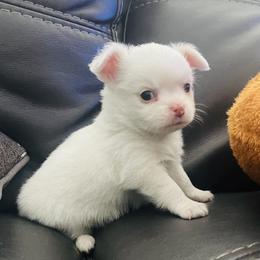 Peter - White male Chihuahua puppy in Summerfield, Florida from Impeccable's Boutique & Ethical Breeder for the educated & discriminating ONLY