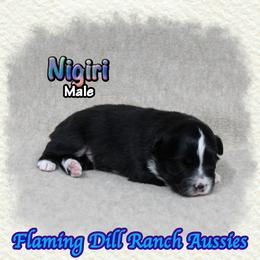 Nigiri - Black tri male Toy Australian Shepherd puppy in Forestburg, Texas from Flaming Dill Ranch Aussies