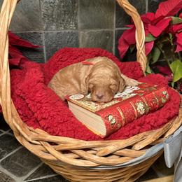Goldendoodle Puppies from S_and_b_doodles