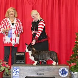 Cardigan Welsh Corgi and Great Dane All Grown Up from McOwen Kennels
