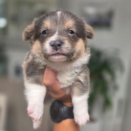 Girl 1 - Blue female Pembroke Welsh Corgi puppy in San Diego, California from San Diego Corgis