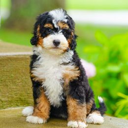 Ella - Tri-color female Bernedoodle puppy in Dundee, Ohio from Down Home Doodle