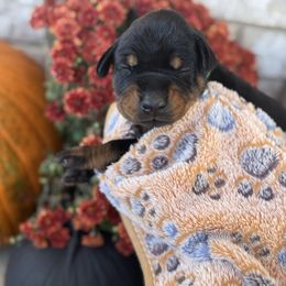 Salem - Black and rust male Doberman Pinscher puppy in Mason, Texas from Hill Country Family Dobermans