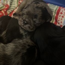 Pug Puppies from Love Pugs
