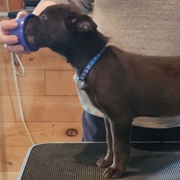 Blue collar puppy - Red male Australian Kelpie puppy in White City, Oregon from Walkabout Australian Kelpies and Rat Terriers