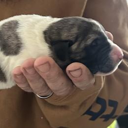 FeathersGlen Maelstrom - Brindle male Anatolian Shepherd Dog puppy in Franklin, New Hampshire from Feather’s Glen Anatolians