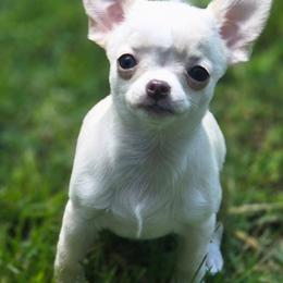 Demi - Fawn and white female Chihuahua puppy in Indianapolis, Indiana from London Rouge Chihuahuas