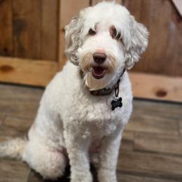 Charlie - Sheepadoodle