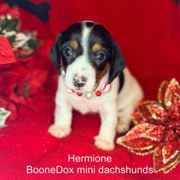 Hermione - Piebald female Dachshund puppy in Lexington, Oklahoma from Terry's Dachshunds (BooneDox Mini Dachshunds)
