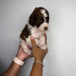 Loki - Parti male Poodle puppy in Plant City, Florida from Empire Poodles