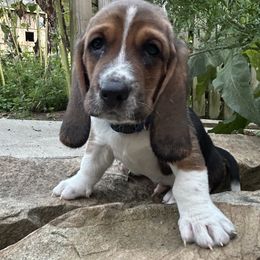 Baby dark blue - Black brown and white male Basset Hound puppy in Meyersdale, Pennsylvania from Susan's Basset Hounds