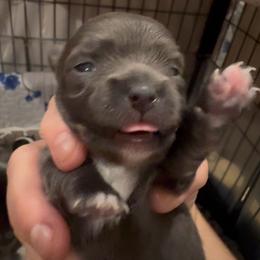 Girl 2 - Blue and white female Chihuahua puppy in Brooklyn, Connecticut from Ladybug Chihuahuas