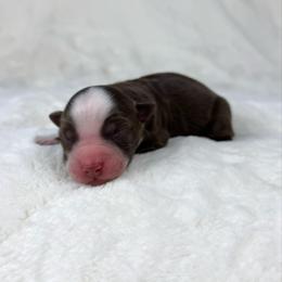 Simon - Red tri male Miniature Australian Shepherd puppy in Bedias, Texas from JSK Aussie and Cavaliers