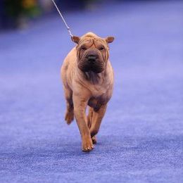Puffer - Chinese Shar-Pei