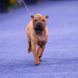 Puffer - Chinese Shar-Pei