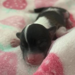 Kimchi - Pink and slate male Chinese Crested puppy in Dublin, California from Show Style Chinese Cresteds