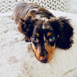 Dachshund Puppies from Meldox