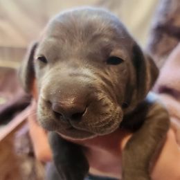 Boy 3 ( Black ) - Blue Weimaraner puppy in Goshen, Indiana from Miller's Weimaraners & Stud