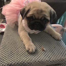 Pug Puppies from Pickwick Pugs