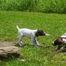 German Shorthaired Pointer Puppies from Tr7 Piney  Creek