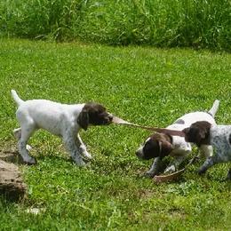 German Shorthaired Pointer Puppies from Tr7 Piney  Creek