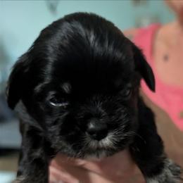 Happy - Black female Lhasa Apso puppy in Fort Worth, Texas from Cynthia's Lhasa Apsos