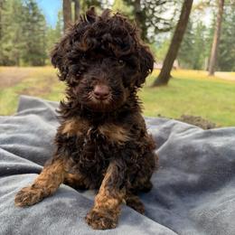 Timber - Phantom male Poodle puppy in Clarkston, Washington from Doodle & Poodle Palace