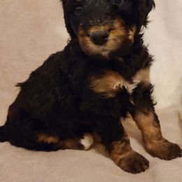 Bernedoodle Puppies from Sanchez Bernedoodle Puppies