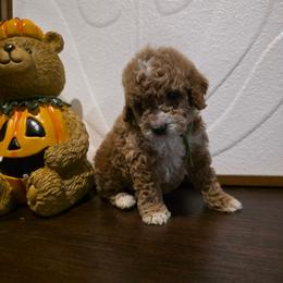Max - Apricot male Goldendoodle puppy in Bristol, Tennessee from Brasingtondoodles