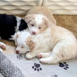 Border Collie Puppies from Double4farms