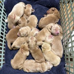 Fox (Red) - Golden male Golden Retriever puppy in Franklin, West Virginia from Wildmour K9