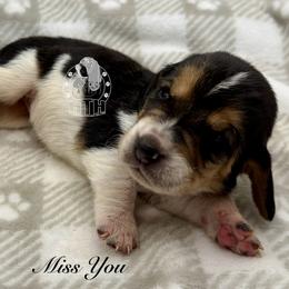 Miss you - Black white and brown female Basset Hound puppy in Dingess, West Virginia from Tuckers' Howling Hounds