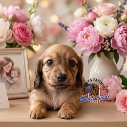 AFDs Millie - Cream female Dachshund puppy in Waverly, Ohio from Always Faithful Dachshunds