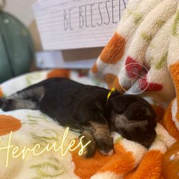 Miniature Schnauzer Puppies from Dixieland Miniature Schnauzers