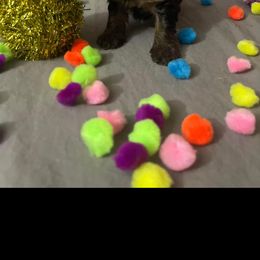 Yorkshire Terrier Puppies from Yorkie Queen Kennels