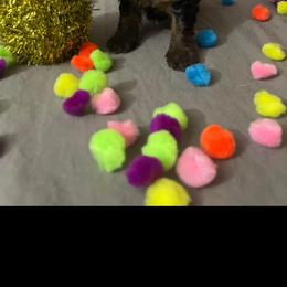 Yorkshire Terrier Puppies from Yorkie Queen Kennels