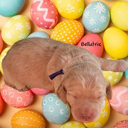 Bellatrix - Cream female Cockapoo puppy in Reidsville, North Carolina from Something to Bark About Dog Training