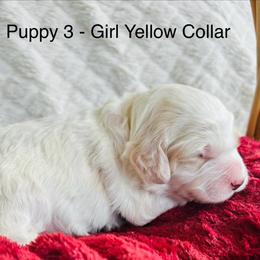 Puppy 3 - Yellow Collar - Buff and white female Cockapoo puppy in Ankeny, Iowa from Maple’s Cockapoo's and Libby's Schnauzer Puppies
