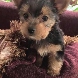Yorkshire Terrier Puppies from YorkiStars