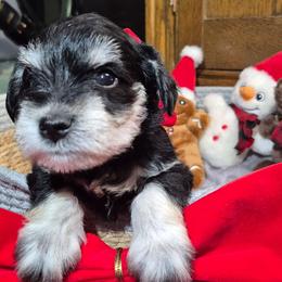 Patty - Black and silver female Miniature Schnauzer puppy in Fountain City, Indiana from Bearded Dynasty Schnauzers