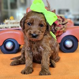 Girl 2 - Red  female Goldendoodle puppy in Kountze, Texas from Texas Doodles LLC