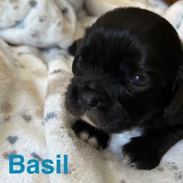 Basil - Black and white male Cavalier King Charles Spaniel puppy in Sandstone, Minnesota from Peaceful Garden Cavaliers