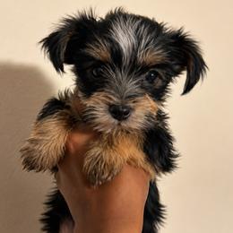 Yorkshire Terrier puppies from Spoiled Paw Paw Yorkies