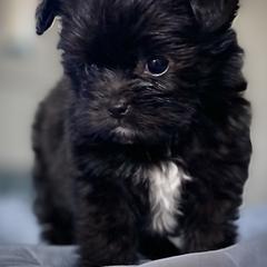 Shih Tzu, Shorkie, Yorkipoo, and Yorkshire Terrier Puppies from Little Rascal Ranch