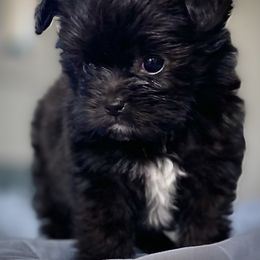 Shih Tzu, Shorkie, Yorkipoo, and Yorkshire Terrier Puppies from Little Rascal Ranch