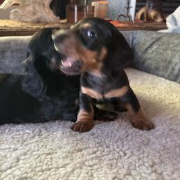 Boy - Black and tan male Dachshund puppy in Flint, Michigan from Matthews Dachshunds