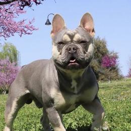 Enzo - French Bulldog