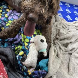 Wirehaired Pointing Griffon Puppies from Happy Hollow Griffons