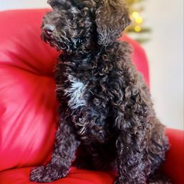 Houndour - Chocolate female Goldendoodle puppy in Twin Falls, Idaho from Burrow & Bone